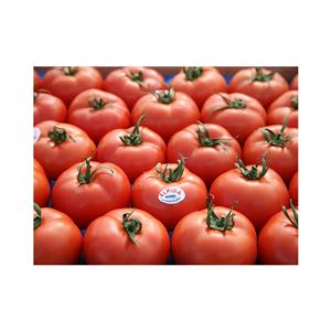Pomidor Elpida F1 500 nas. Standard