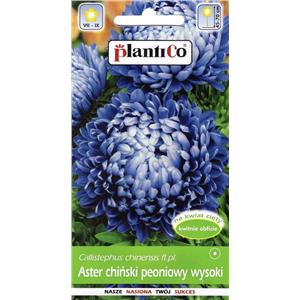 Aster Peoniowy Niebieski 1G Plantico
