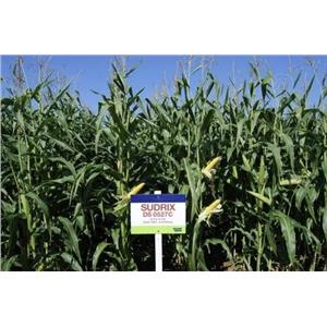 Kukurydza Sudrix C1 FAO 260 50 tyś. nasion