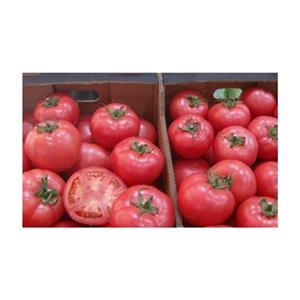 Pomidor Szklarniowy Malinowy Rapanui F1 1T nas. Standard