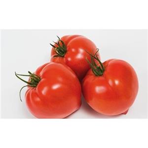 Pomidor Pod Osłony Bawole Serce Cupidissimo F1 250 nas. Standard
