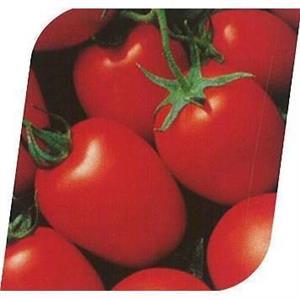 Pomidor gruntowy Grandimat F1 1 tys. nas. Standard