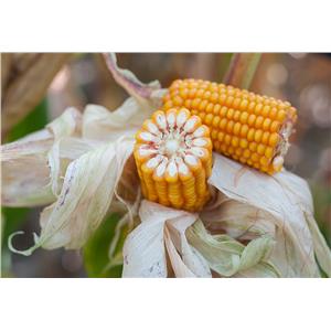 Kukurydza Ułan C/1 JS FAO 270