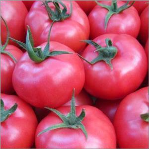Pomidor Szklarniowy Malinowy Framboo 1T nas. Standard