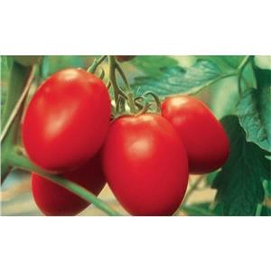 Pomidor Pod Osłony Colibri F1 1T nas. O Wydłużonym Owalnym Owocu Standard