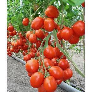 Pomidor Gruntowy Benito F1 5G Standard