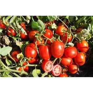 Pomidor Gruntowy Pegaso (CLX38215) 5T nas. Standard