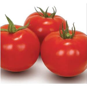 Pomidor Gruntowy Bobcat 1 tys. nas. Standard