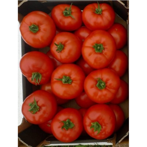 Pomidor Eurasia 100 nas. Standard