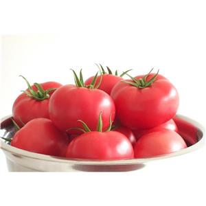 Pomidor Tunelowy Malinowy Manistella F1 1T nas. Standard