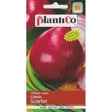 Cebula Czerwona Scarlet 5G Standard Plantico