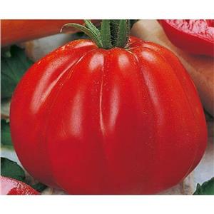 Pomidor Pod Osłony Bawole Serce Corazon F1 250 nas. Standard