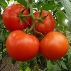 Pomidor Tunelowy Matias 500nas. Standard